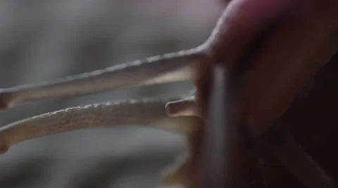 Snails close up Stock Footage 43794783