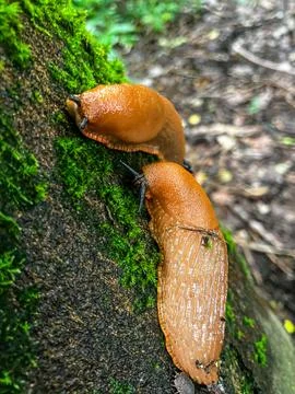Snails Close-Up 库存照片