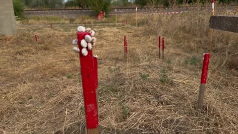 Snails Clustered On Red Demining Marker Stake In Parched Minefield Grid Stock Footage 344029060