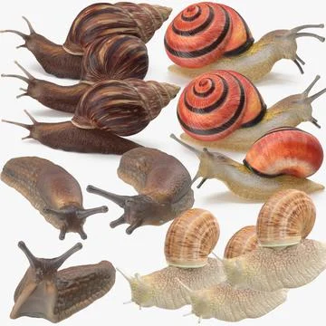 Snails Collection 3D Model
