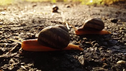 Snails compete on speed Stock Footage 99937131