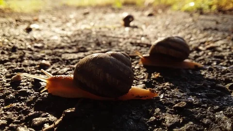 Snails compete on speed Stock Footage 99937185