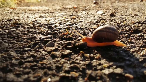 Snails compete on speed in nature Stock Footage 108900829