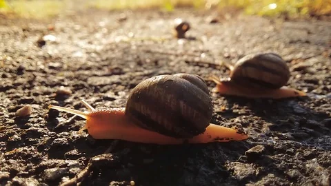 Snails compete on speed in nature Stock Footage 108900867