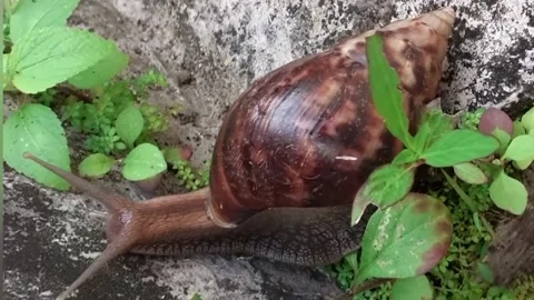 Snails on the concrete floor Stock Footage 212434316
