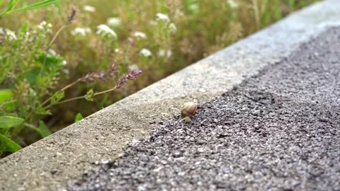 Snails on Concrete Video stock 237333836