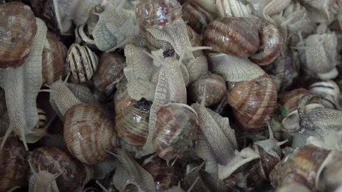 Snails Crawl in a Bucket. Close-up. Stock Footage 132777714