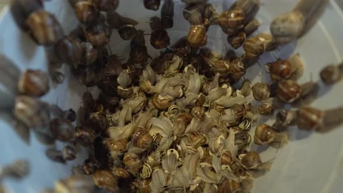 Snails Crawl in a Bucket. Close-up. Stock Footage 132777784