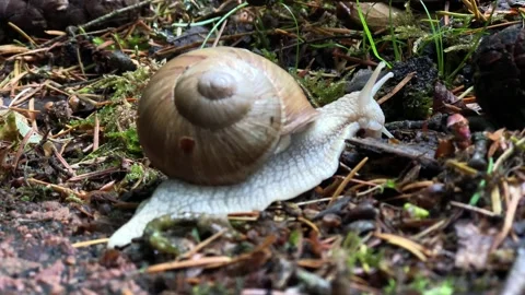 Snails crawl Video stock 168603913