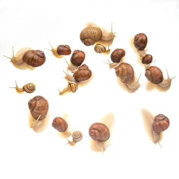Snails crawl in a group on a white background. Animal world in nature. Stock Photos