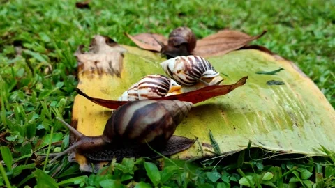 Snails crawl on the leaf Stock Footage 224334637