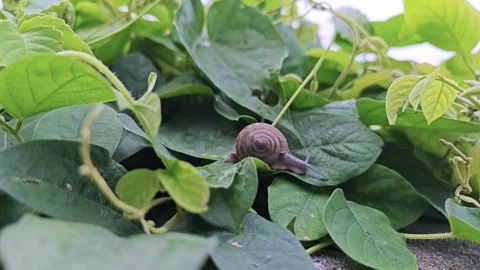 Snails crawl on leaves in the rain. Video stock 290925409