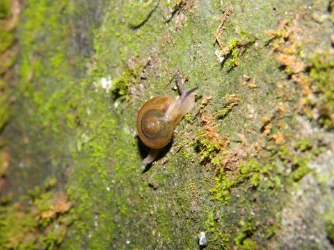 Snails that crawl at night Stock Photos
