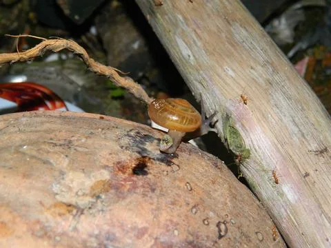 Snails that crawl at night Stock Photos