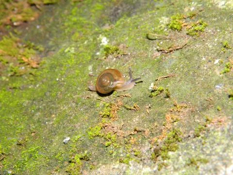 Snails that crawl at night Stock Photos