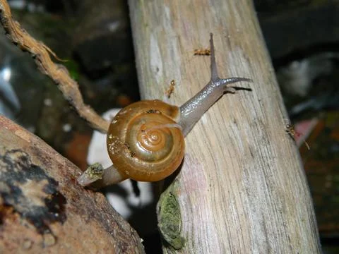 Snails that crawl at night Stock Photos