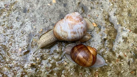 Snails crawl in the rain hiding their part from the drops. Stock Footage 155384924