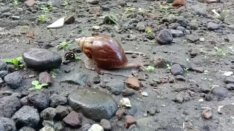 Snails crawl slowly between the pebbles Stock Footage 307464696