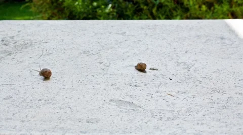 Snails Crawl Timelapse Stock Footage 65053206