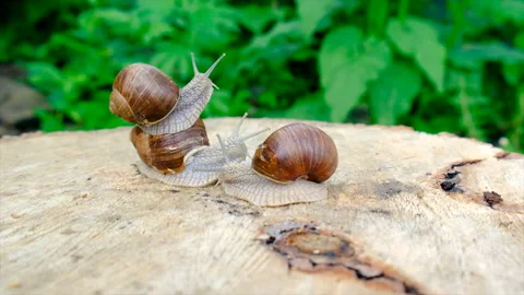 Snails crawl on a tree. Selective focus. Stock Footage 197556150