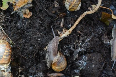 Snails crawling around in mud outside in a garden in their natural environmen Stock Photos