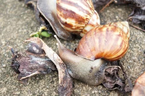 Snails crawling on the floor in the gaps between dry leaves Photos