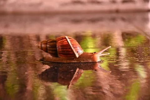 Snails crawling On the floor Stock Photos