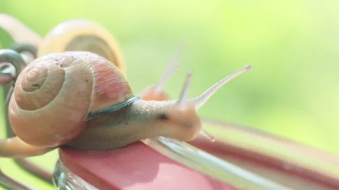 Snails crawling on a glass jar. Close up Stock Footage 267067639