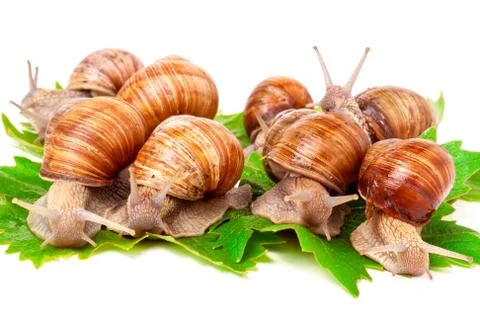 Snails crawling on the grape leafs  white background Stockfoto's