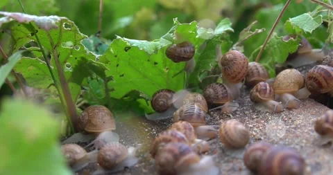 Snails crawling on a green leaf in the garden in the summer Video stock 262300266