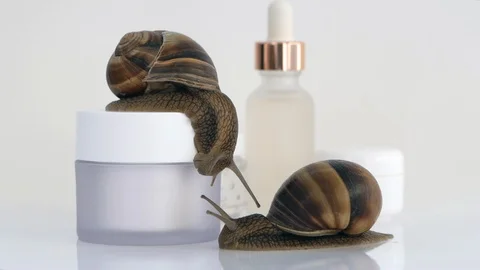 Snails crawling on a jar of cream Stock Footage 115698512