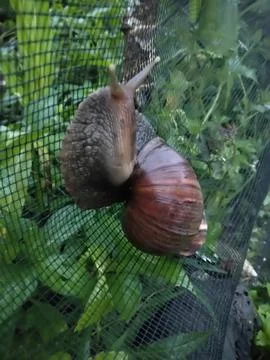 Snails crawling Stock Photos