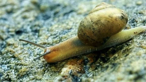 Snails crawling on rocks Vídeo Stock 259122553