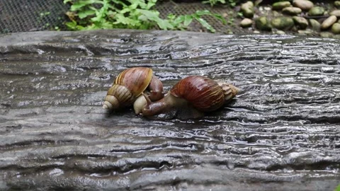 Snails crawling slowly on brick flooring Video stock 139904988