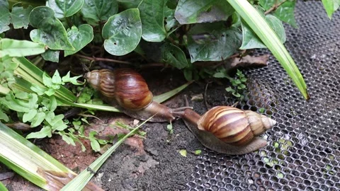 Snails crawling slowly on plastic mesh flooring Stock Footage 139905053