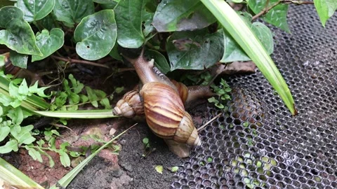Snails crawling slowly on plastic mesh flooring Stock Footage 139905090