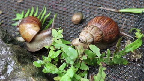 Snails crawling slowly on plastic mesh flooring Stock Footage 139905121