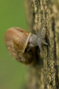 Snails crawling on the tree Stock Photos