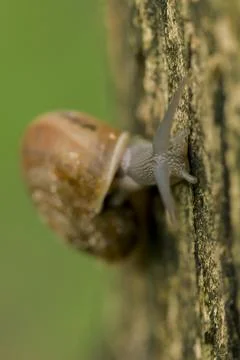 Snails crawling on the tree Stock Photos