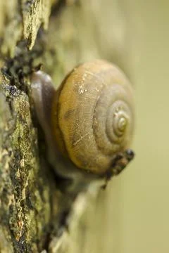 Snails crawling on the tree Stock Photos