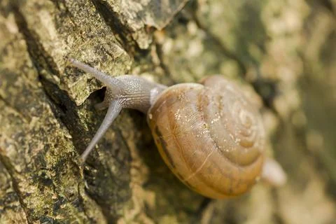 Snails crawling on the tree Foto stock