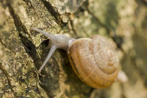 Snails crawling on the tree Stock Photos