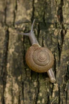 Snails crawling on the tree Stock Photos