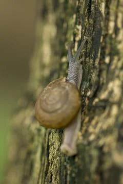 Snails crawling on the tree Stock Photos