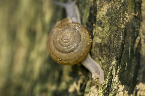 Snails crawling on the tree Stock Photos