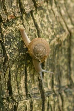 Snails crawling on the tree Stock Photos