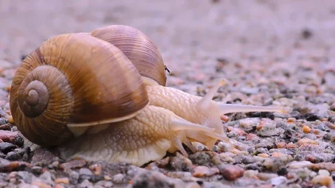 Snails is crossing the street Video stock 104263818