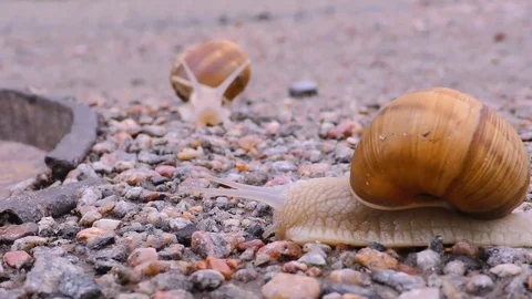 Snails is crossing the street. Video stock 104403316