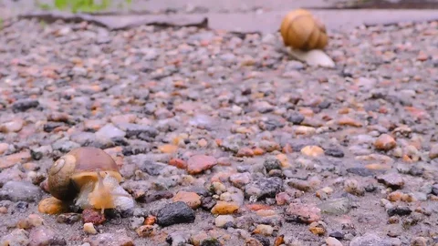 Snails is crossing the street Video stock 104541661