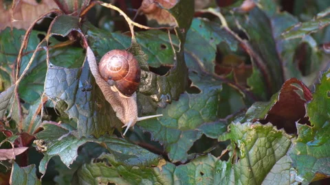 Snails devour leaves in the garden. The snail carries on its shell a cub. Stock Footage 114110668